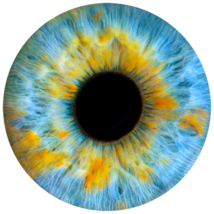 Photo macro d’un iris bleu et doré réalisée chez AStudio